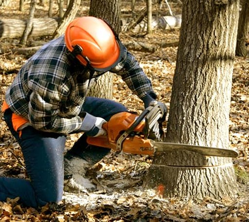 Tree Removal in Calumet, OK